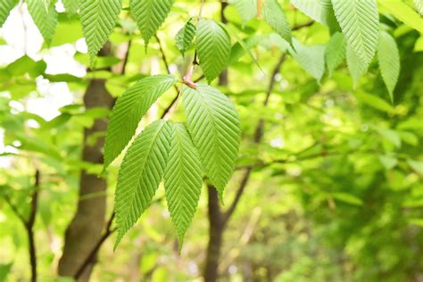 木 代表種|庭木図鑑 植木ペディア